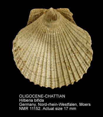 OLIGOCENE-CHATTIAN Hilberia bifida.jpg - OLIGOCENE-CHATTIAN Hilberia bifida (Münster,1835)